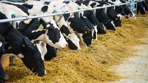 Büyükbaş Hayvancılık