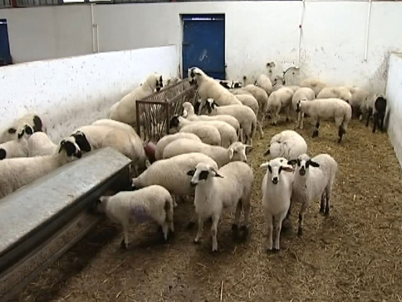 Küçükbaş Hayvancılık